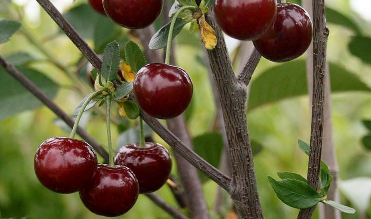 На Вінничині посадили вишневий сад під комбайновий збір