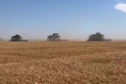 Жнива озимої пшениці стартували в Tekom Agro Group