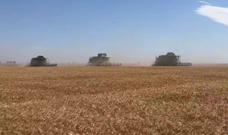 Жнива озимої пшениці стартували в Tekom Agro Group