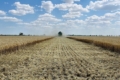 Два господарства агрооб'єднання Tekom Agro Group завершили обмолот озимого ячменю