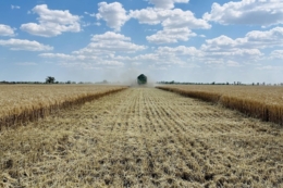 Два господарства агрооб'єднання Tekom Agro Group завершили обмолот озимого ячменю