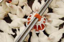 Які чинники ризику кальцієвої тетанії в батьківському стаді бройлерів