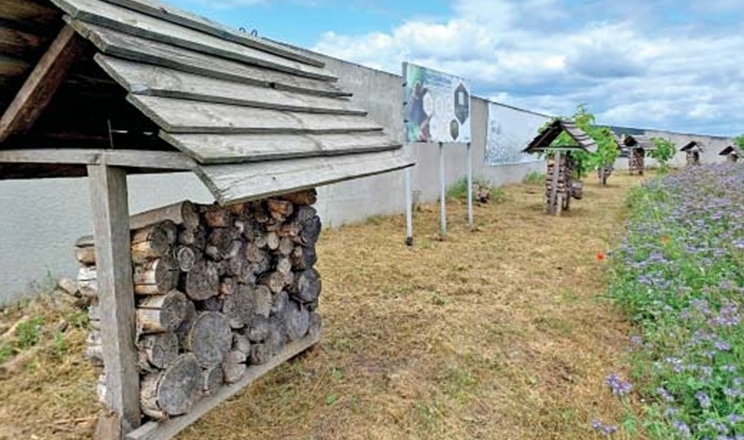 «Котеджне містечко» для диких комах-запилювачів з кормовою базою звели у ФГ «Широкоступ» на Київщині