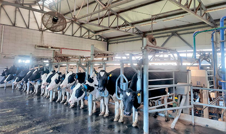 Виробництво молока в 2025 році просіло на 5,2%