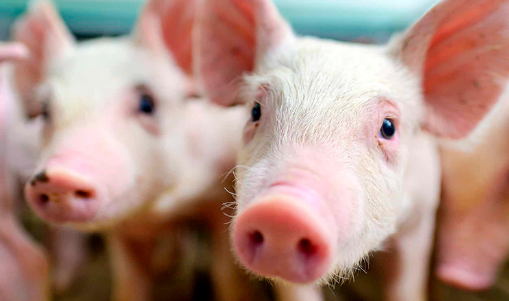 Сучасні підкислювачі сприяють підвищенню продуктивності та зміцненню здоров’я відлучених поросят