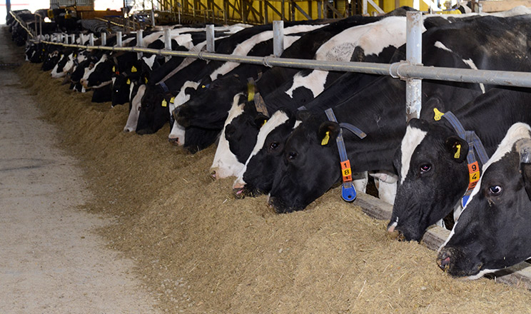 Боротьба з мікотоксинами вимагає комбінації різних методів, адаптованих до конкретних умов і видів мікотоксинів