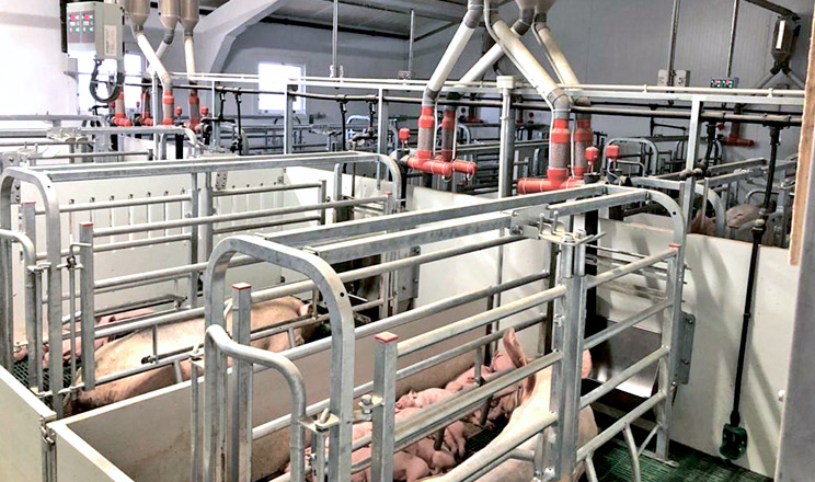 Система годівлі відповідає за споживання корму та впливає на підвищення продуктивності свиноматки в період лактації