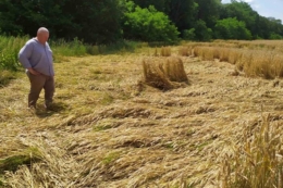 Негода пошкодила посіви сільгоспкультур на Тернопільщині