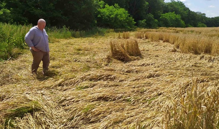 Негода пошкодила посіви сільгоспкультур на Тернопільщині