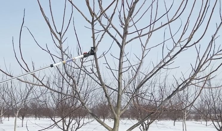 Між п’ятим і десятим роком життя горіх вимагає обрізки на плодоношення