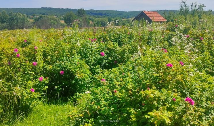 На Львівщині вирощують ожину, малину і ружу для джемів і туризму