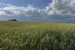 Завдяки мікродобривам та гуматам вивели рослини зі стресу після весняних приморозків  – досвід