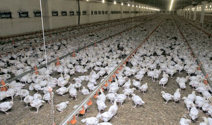 Своєчасний контроль рівня аміаку в пташнику — ключ до профілактики хвороб і збереження продуктивності поголів’я