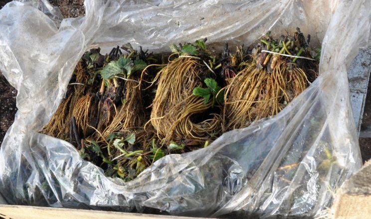 Через кліматичні зміни стає важче зберігати розсаду суниці