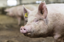 500 данських свиноматок оновили стадо на свинокомплексі KSG Agro