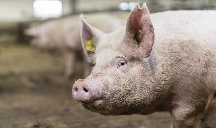 500 данських свиноматок оновили стадо на свинокомплексі KSG Agro