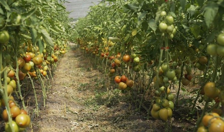 Томати на Вінниччині вродили менше через погоду