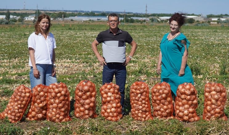 В Україні зібрали перший урожай озимої цибулі Корея 3 