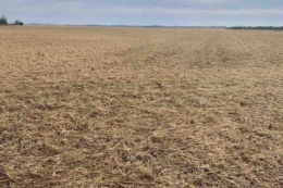 Страхування врожаю планують розширити на всі культури