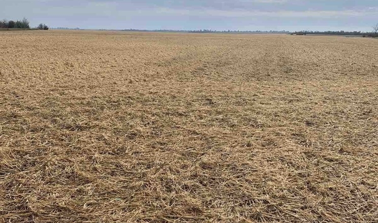 Страхування врожаю планують розширити на всі культури