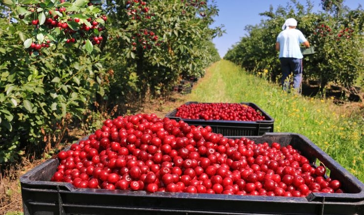 «Грінора Фрут» збирає до 100 тонн вишні на день