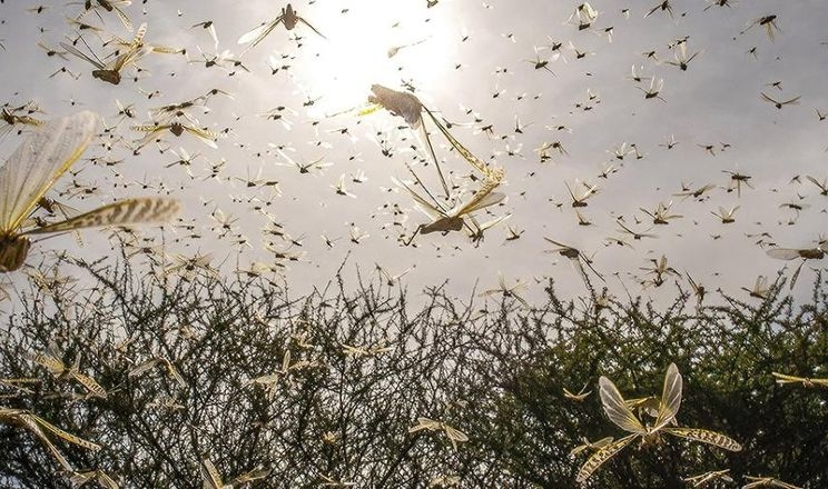Сарана поки що суттєво не пошкодила посіви, – вчені