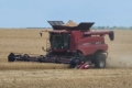 Dnipro Agro Group завершила жнива озимої пшениці: названа врожайність
