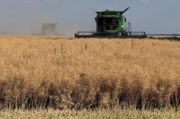 Збір озимого ріпаку завершили в Tekom Agro Group