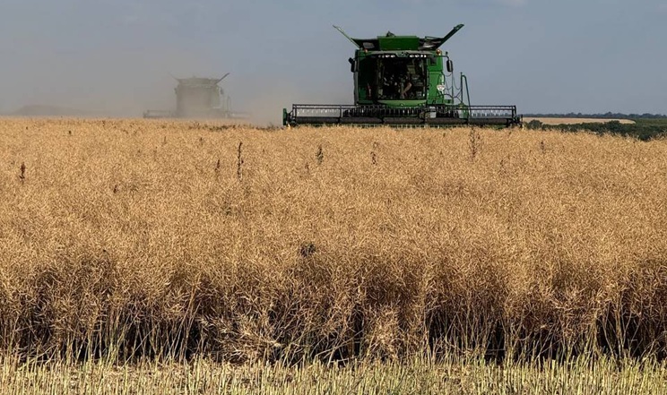 Збір озимого ріпаку завершили в Tekom Agro Group