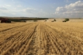 Збирання озимої пшениці стартувало в Tekom Agro Group на півночі Одещини