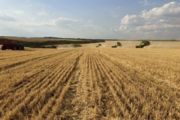 Збирання озимої пшениці стартувало в Tekom Agro Group на півночі Одещини
