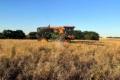 Tekom Agro Group почали обмолот озимого ріпаку на півночі Одещини