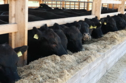 Жовківський ППР отримав статус племінного репродуктора абердин-ангусів