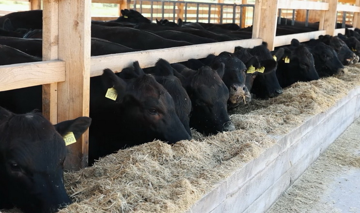 Жовківський ППР отримав статус племінного репродуктора абердин-ангусів