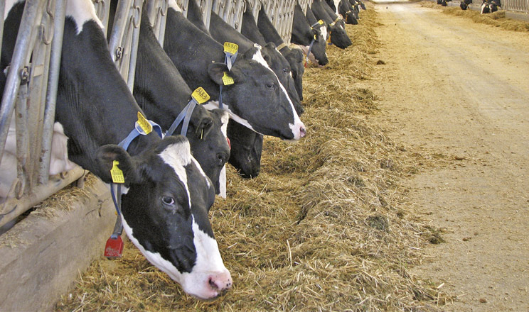 Уведення в раціон захищеного холіну підвищує продуктивність, підтримує здоров’я та репродуктивну функцію корів