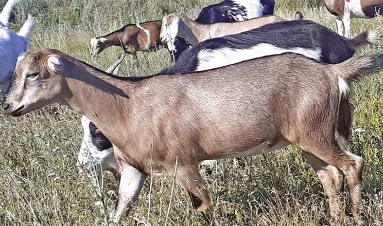 Власниця домашньої ферми «Ого-го кози-кози» створила породу української коротковухої кози