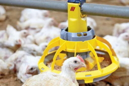 Які нетрадиційні компоненти здатні здешевити раціон птиці