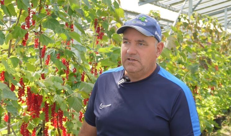 Сонячні панелі захистили порічки під від опіків