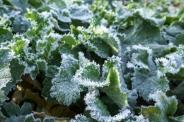 Понад 20% озимих на Кіровоградщині зазнали пошкоджень через сильні морози