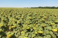 Соняшник у Tekom Agro Group на Одещині у доброму стані, попри посуху