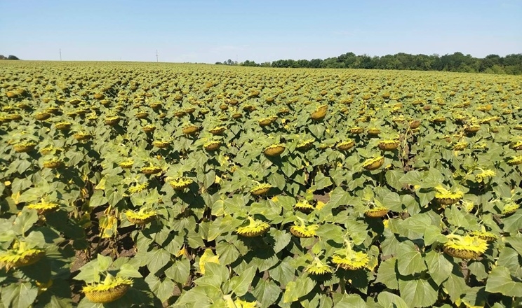Соняшник у Tekom Agro Group на Одещині у доброму стані, попри посуху