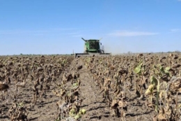 Tekom Agro Group збирає соняшник: урожайність просіла через посуху