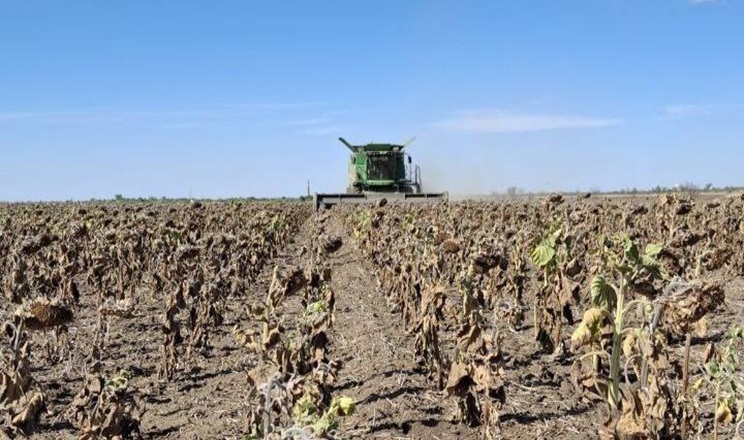 Tekom Agro Group збирає соняшник: урожайність просіла через посуху