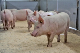 Ціна гібридної свинки має варіюватися залежно від генетичних маркерів, ‒ думка