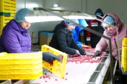 «Файна поляна» на Тернопільщині щороку заморожує понад 800 тонн ягід