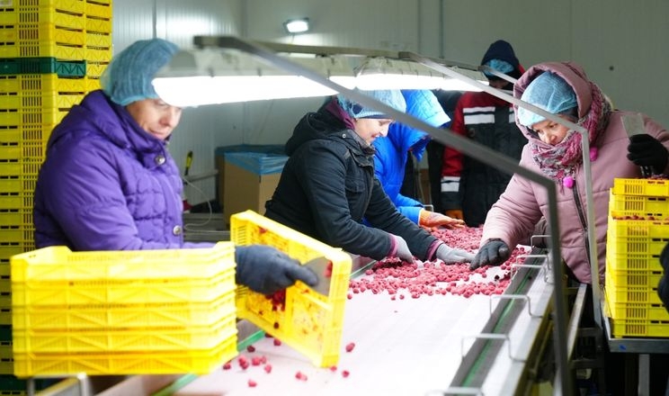 «Файна поляна» на Тернопільщині щороку заморожує понад 800 тонн ягід