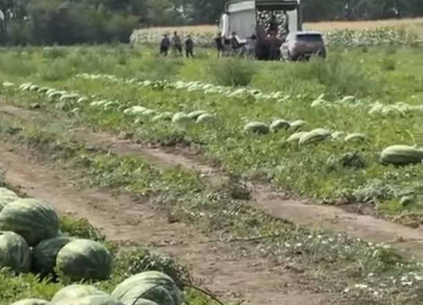 Бессарабське господарство подвоїло площі під кавунами завдяки зрошенню