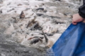 Стартував тендер на зариблення Кременчуцького водосховища у Черкасах
