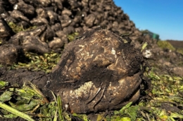 На Волині на переробку надійшло вже близько 650 тис. тонн цукрових буряків
