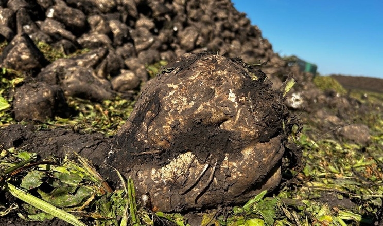 На Волині на переробку надійшло вже близько 650 тис. тонн цукрових буряків